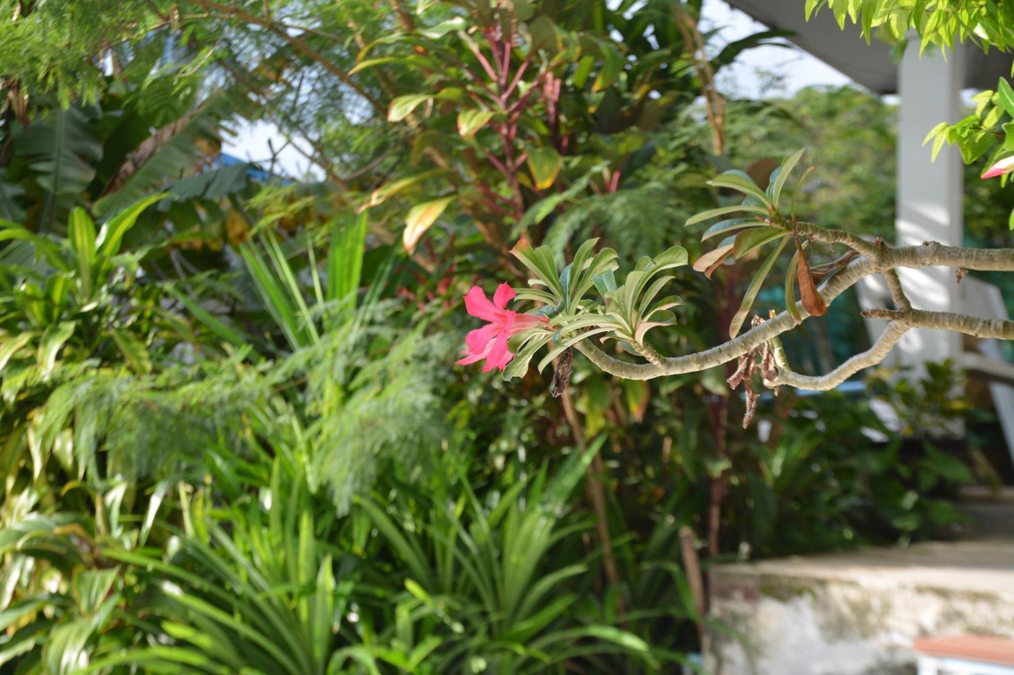 Patong Baan Suan Villa 1 מראה חיצוני תמונה